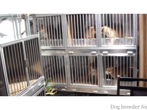 犬舎の様子<