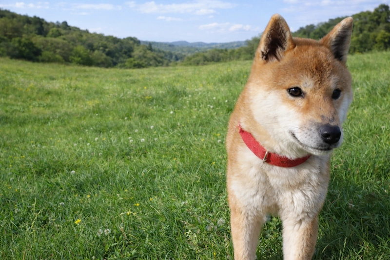 父犬 ハルト