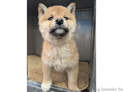 子犬 No.01 写真3
