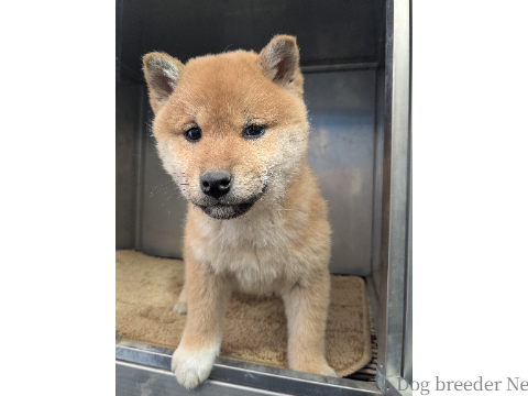 子犬 No.01 写真4