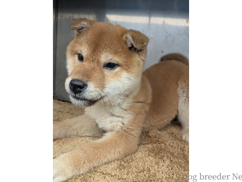 子犬 No.02
