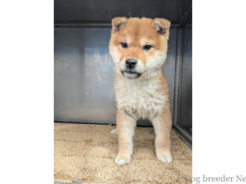 子犬 No.02 写真2