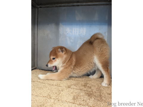 子犬 No.02 写真3