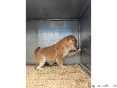 子犬 No.02 写真4