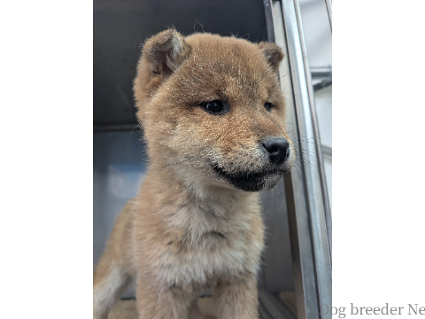子犬 No.03