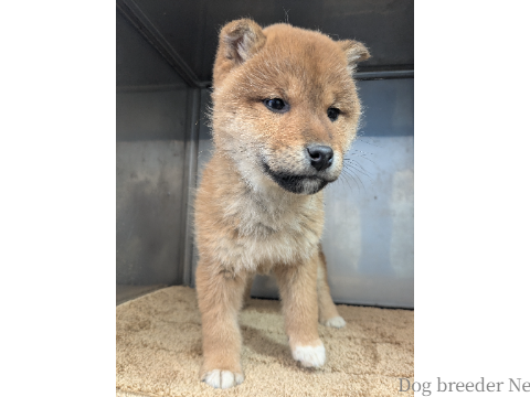 子犬 No.03 写真2