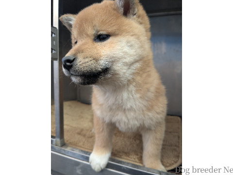 子犬 No.04