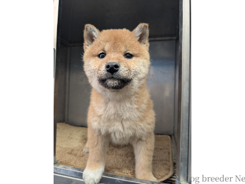 子犬 No.04 写真2