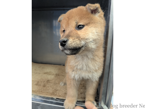 子犬 No.04 写真4