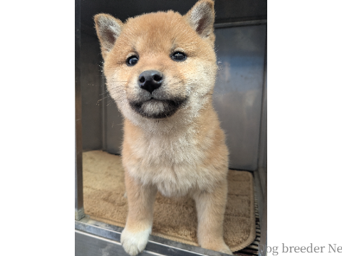 子犬 No.05