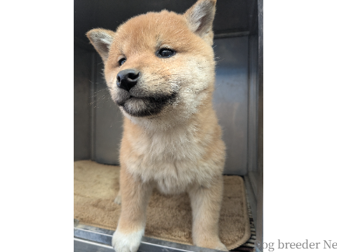 子犬 No.05 写真2