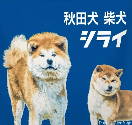 Akita and Shiba Inu — Kennel Shirai